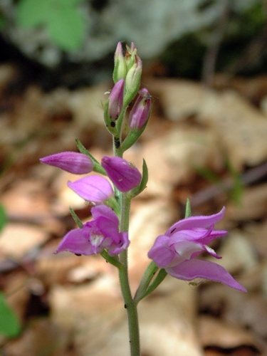 Cephalanthera rubra / Cefalantera rossa